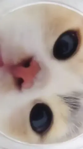 🤣