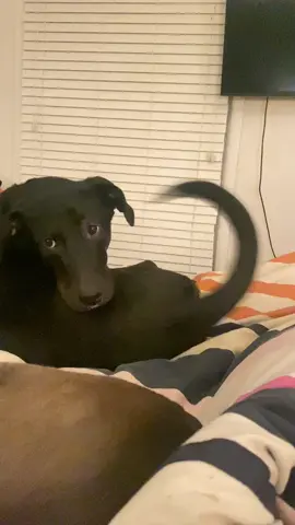 Shes expensive for sure. #dogsoftiktok #blacklabsoftiktok 
