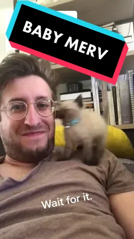 Replying to @angiegonzalez7875 #mervthepet #waitforit #omg