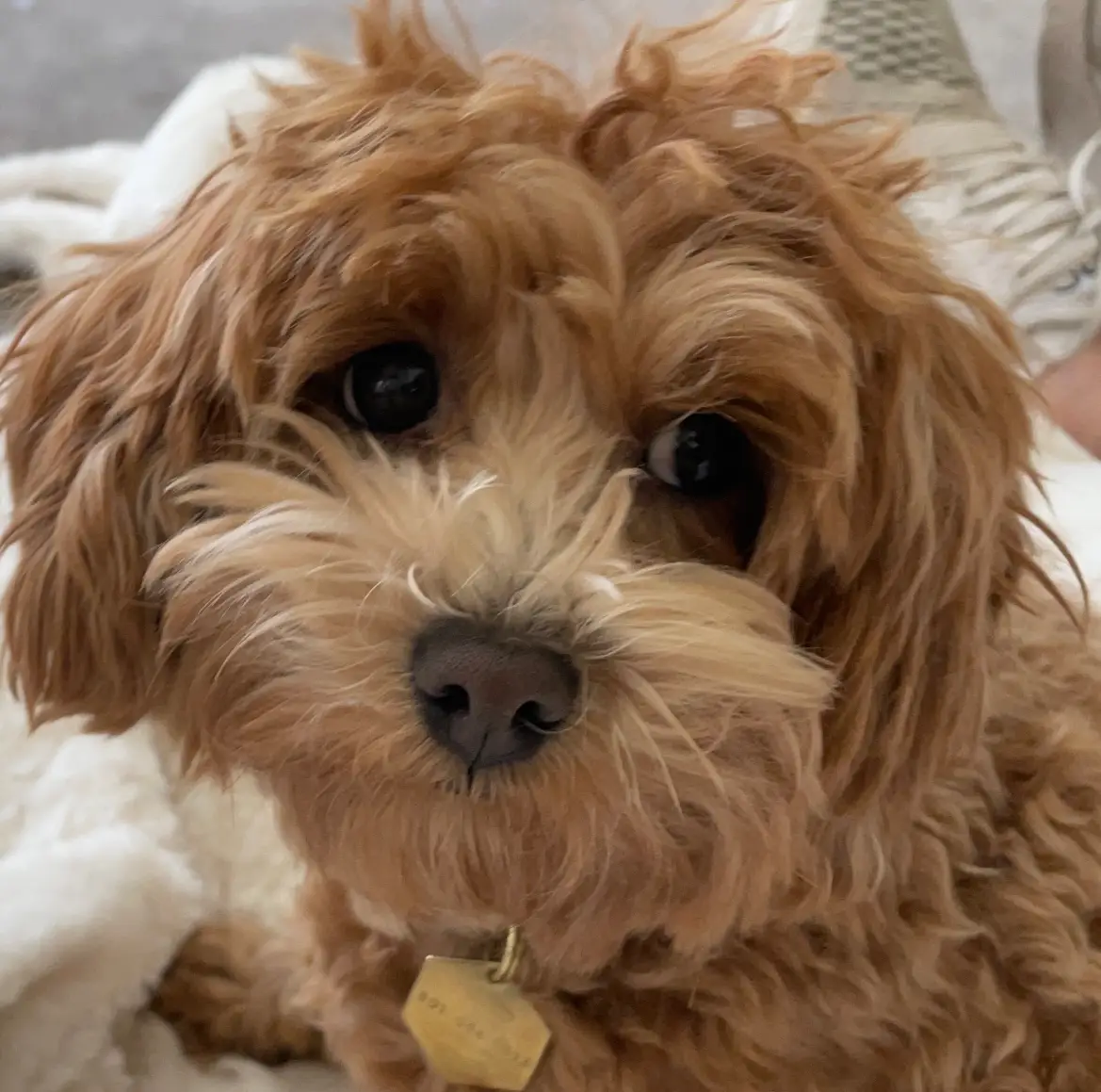 The cutest biggest eyes on the smallest girl!!! #maltipoo #maltese #doodle #poodle #puppy #thoseinnocenteyes #innocenteyes 