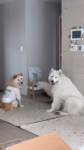 급식줄 기다리는 K-멍냥이들 #강아지#고양이#추천#추천떠라#fyp#foryou