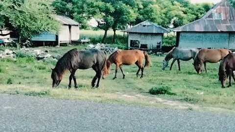 Kuda, makhluk yang hidup dalam kawanan, mengingatkan kita bahwa kita tidak sendirian dan bahwa kita tidak boleh mengasingkan orang lain.                   #padangsumba #tanahmarapu #kudasandalwood #kudasandelwood❤️