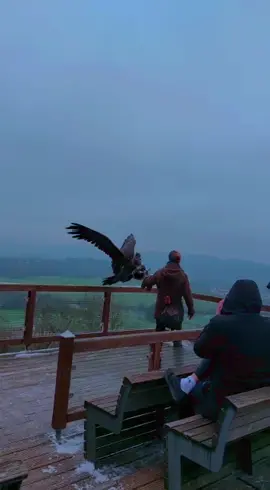 Tyson, male Eurasian Black Vulture Also known as the Cinereous Vulture #cinereousvulture #eurasianblackvulture #birdsofprey #vulture #animals #bigbird #falconry #flying 