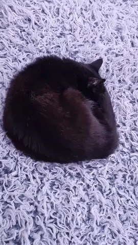 Had to try this on my cat Mia ❤️ #aimanga #aifilter #fyp #fypage #trend #catsoftiktok 