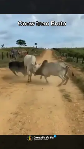 Nessas horas o cabra só film- mesmo, pq o trem afinou, até mortau saiu kkkkk  #nelore #bruto #gado #neloresendonelore #brutomemo #fazenda #roça #agropecuaria #agro #foryou 