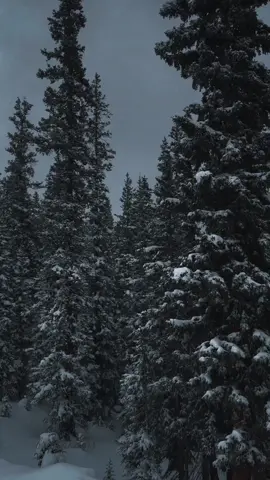 Something about a blanket of fresh snow on the trees seems other worldly. 