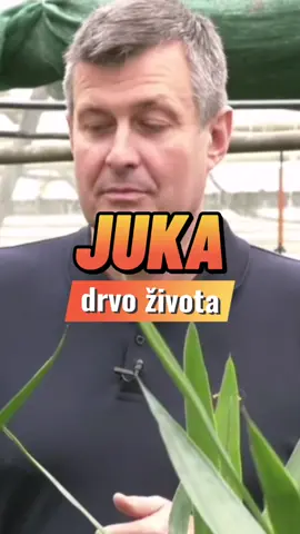 Juka ili 