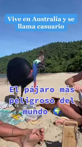 ¿Ya viste este video? 😱 Melania Fuentes, una tiktoker uruguaya, se encontraba de vacaciones 🏝️ en la playa Queensland, Australia 🇦🇺 cuando se encontró con esta exótica ave 🐦 Revisa la nota completa en 📲 www.eldesconcierto.cl #viral #casuario #avepeligrosa #australia #vacaciones #parati #fyp 