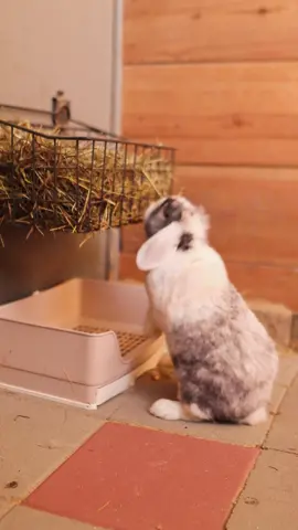 UPGRADES 👏PEOPLE 👏UPGRADES👏 #petrabbit #animalsanctuary #rabbitsoftiktok 