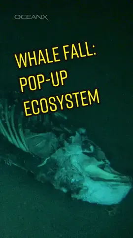 We discovered this whale fall in the Strait of Gibraltar earlier this year. It could be a pilot whale or beaked whale. Our scientists were interested in sampling the bacterial community around the whale.  #deepsea #deepseastuff #deepseadiving #whalefall #whales