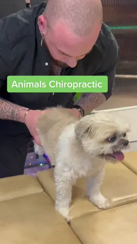 #chiropractic #foryou #tiktokusa #animals #chiropractortiktok #osteopath #viral 