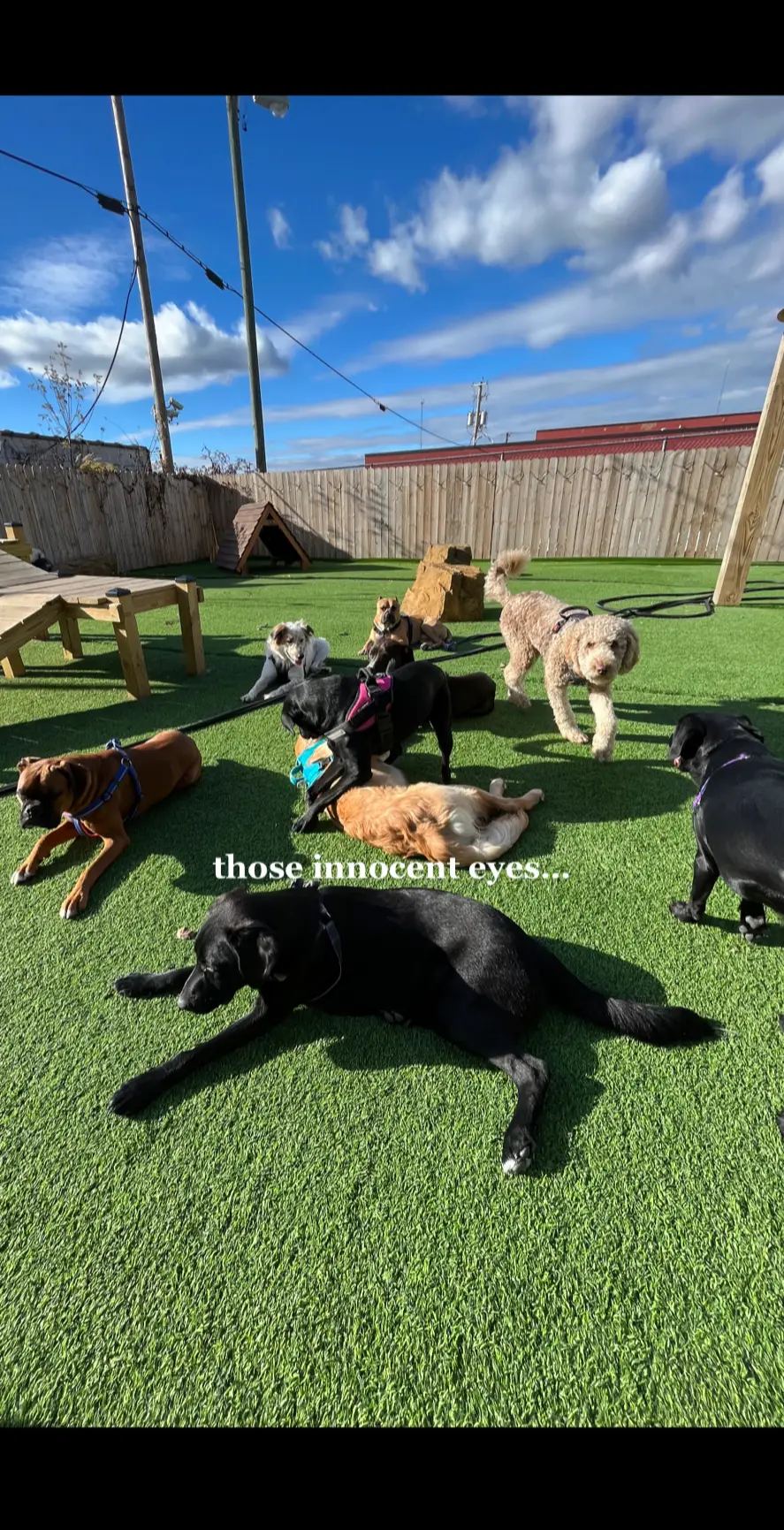 we’re suckers for those puppy dog eyes 🥹🥹 #fyp #thebark #christmas #dogsoftiktok #puppy #daycare 