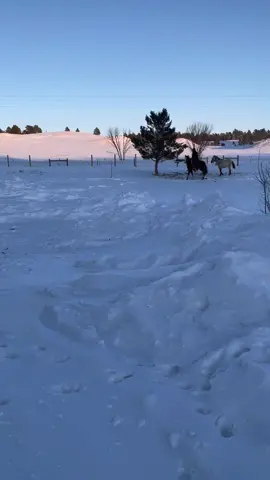 First day leading and first day ponying. Boys did good. #snow #horse #horsepower #horses #cowboy #horsesoftiktok #fyp #fypシ #foryou #nativetiktok 