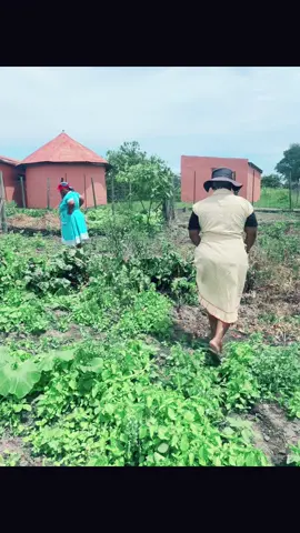 Bonding session with the queen, my mom. This is how I was raised and I still enjoying doing all this. All I want is to see my mom happy and proud of the woman I have become #gardening #rurallife #mpondo #easterncape #villagegirl #villager #therapy 