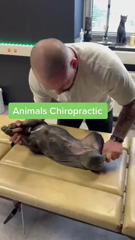 #chiropractic #foryou #tiktokusa #animals #chiropractortiktok #osteopath #dogsoftiktok 