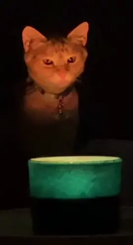 Macaroni calling the spirits #orangetabby #orangetabbycat #macaronithecat #macaroni #HolidayOREOke #catsoftiktok #orangecatsoftiktok #orangecatbehavior #kittensoftiktok 