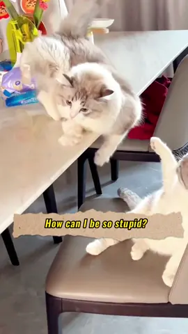How can I be so stupid? #fyp #cute #funny #pet #petlover #cat #catlover 