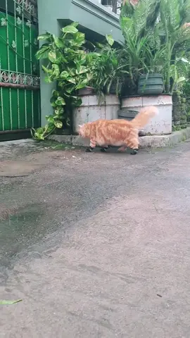 Perkara abis ujan, tapi ngerengek minta main keluar. alhasil dipakein sepatu biar ga terlalu kotor #holiday #cats #funny #kucing #kucingoren 