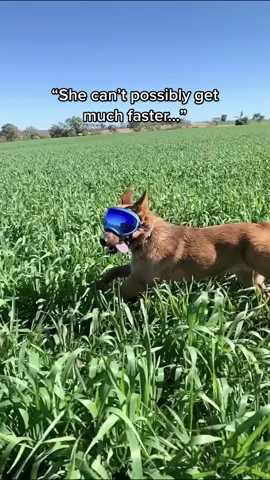 Winnie: The World’s Fastest Heeler 💨