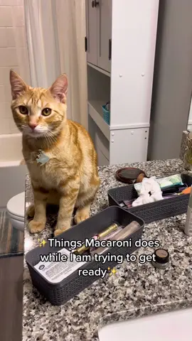just a regular morning with the boit monster #orangetabby #orangetabbycat #macaronithecat #macaroni #HolidayOREOke #catsoftiktok #orangecatsoftiktok #orangecatbehavior #kittensoftiktok #orangecat #TheRealPussinBoots #catbite #catplaying 