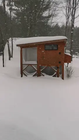 Backyard chickens in winterland, aka Canada. This is what our winterized coop looks like 🐔❄️☃️ Excited to build more fun stuff in the run for them soon! #workinprogress  #wintercoop #chickencoop #backyardchickens #winterizingchickencoop #winterchickencoop #winterchickens