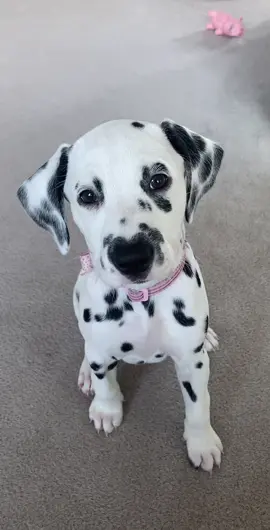 Puppy dawg 🫶🏼 #fyp #puppy #dalmatian 