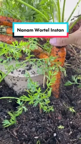 Setelah tumbuh bagus juga #infarm #infarmid #berkebun 