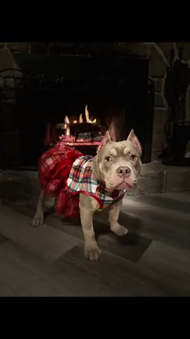 #nepabullies #americanbullys #americanbullies #americanbulliespa #americanbulliesoftiktok❤🐾 #americanbulldogsoftiktok #americanbullyofficial 