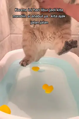 Waktunya Mandi 🥰 #shampookucing #shampookucingwangi #shampokucing #shampokucinglembut #shampokucingterbaik #shampookucingviral 