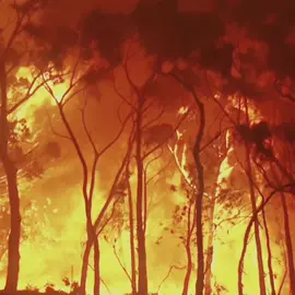 Australia’s opp #fyp #fire #edit 