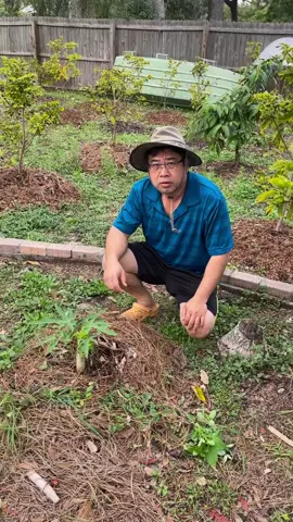 Cách làm cho cây đu đủ ra nhiều trái và cây có dáng đẹp trong khu vườn của bạn#caydudu #cachtrongcay #cayantrai