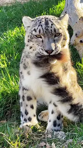 They use their tails like scarves to keep thier necks and faces warm 🧣☃️ #snowleopard #leopard #cats #bigcats #catsoftiktiok #funnyanimals 