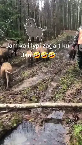 ku I keni zagart bre 🤣🤣🔥🐗🐗🐗🐗#everyone #dog #hunting #wildboar 