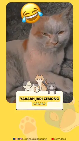 Cemong sebadan🤣🤣🤣#kucingcemong #kucingmaindekattungku #kucingoren #kucingoyen #kucinggemoy 