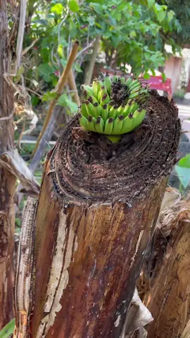 Bán 3 tỷ lấy tiền tiêu tết 👹👹