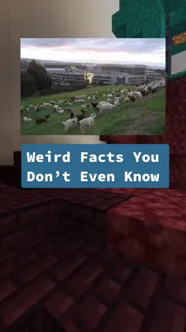 Weird Facts You Don’t Even Know 😳 #facts #weirdfacts 
