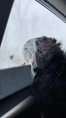 Unbothered ❄️🇨🇦 #bernesemountaindog #bmd 