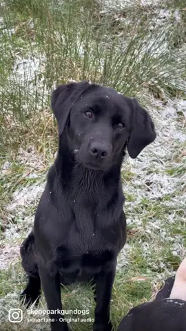 The #dogsquad looking awesome just now! @dog_and_field @meiklekims #dogsquad #dogandfield #DogTraining #gundog #dreamteam #workingdog #labrador #dogsofttiktok #puppy #viral #fyp #bonnyscotland 