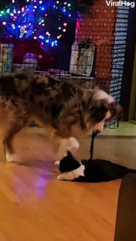 Smart dog uses string to play with cat 🥰🐶😺 #ViralHog #Pets #Cute #FeelGood