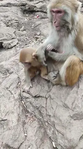 You should go to school 😆😆🙈Lol #monkey #foryou #usa 