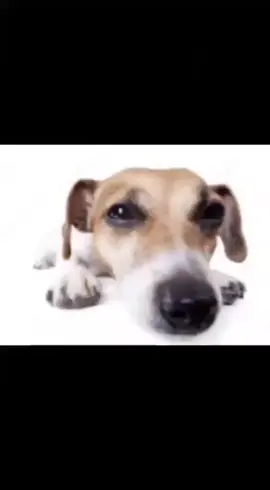 Sapecagem?
