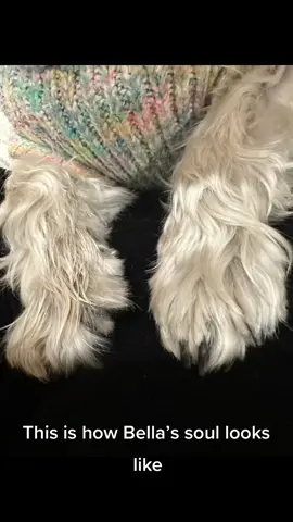 #al#magna#dog#paws#fypシ 