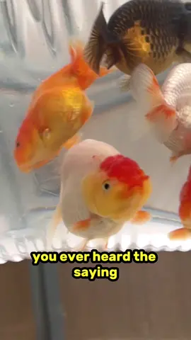 This is one thing about goldfish breeding I love. There’s a huge variety of babies you get, many fit the standard many don’t, but some that don’t I just like anyways and will keep them, like Big Dookie. #fish #goldfish #aquarium #ranchu 