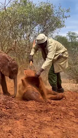 Dust baths are an important part of an elephant’s daily skincare routine, and for baby elephants like Doldol, they are a fun activity too. The soil helps protect the skin against the sun and biting insects. Too young to dust themselves, our Keepers tend to this need for the rescued orphans in our care. #elephant #animals #animalrescue #kenya #dust #bath #nature #wildlife #sheldrickwildlifetrust 