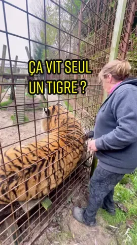 Ça vit seul un tigre en captivité ? Brigitte nous répond en compagnie de Cash ☺️  #tiger #tigertiktok #tigerking #tigreal #tiger🐅 #tigerlover #tigresoficial 
