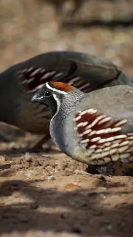 🔊 Gambel's Quail 🔊 #quail #gambelsquail #funnybird #funnyanimal #birdsounds #animalsounds #wildlife #wildlifephotography #ornithology #natgeo #nationalgeographic #natgeotiktok #animalplanet #birding #birds @natgeo @animalplanet @bbcearth @discovery @bbc @rode 