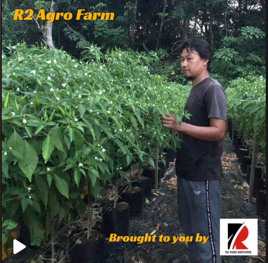 Cili Padi Bara Membara..Kalau berani cuba la rasa 😘😘😘… #65Hst #300pB #CiliBara #PlotRnD #R2AgroFarm  #R2AgroBrothers  #fyp 