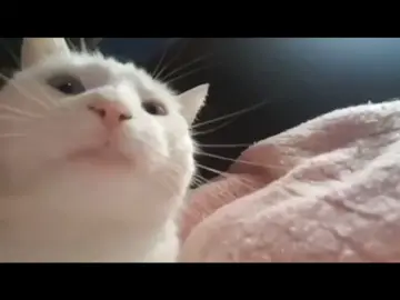 Cat jam! #foryou #cat #dancingcathead