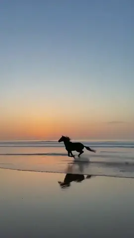 video cred: yassine_cavalier (insta) #horse #runninghorse #sunset #nature #beach #oholynight 