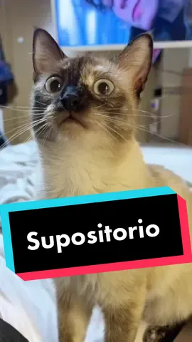 Yo no se dónde aprenden idiomas🤭 #gatos #humor #cats #comosedice #chiste #catlover #chistes #cat 